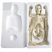 Tam İskelet Maketi 45 cm Model 4 thumbnail 5