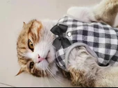 Papyonlu Köpek Göğüs Tasması Medium thumbnail 8