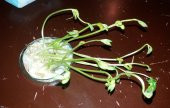 Fasulye Tohumu Bora ( Oturak ) - 2 KG thumbnail 2