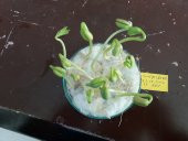 Fasulye Tohumu Bora ( Oturak ) - 2 KG thumbnail 3