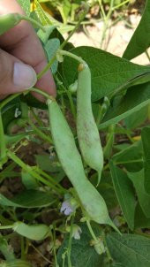 Barbunya Tohumu Karlı Beyaz Oturak 50 g. thumbnail 2