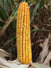 DEKALB DKC6980 Geçci Danelik Mısır Tohumu thumbnail 2