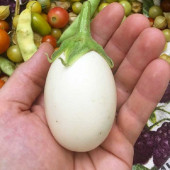 Yumurta Çiçeği Patlıcan Tohumu Mini Yumurta Patlıcan Tohumu Ekim Kiti thumbnail 2