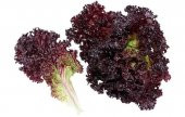 AKDENİZ SALATALIK TOHUMU thumbnail 1