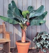 BODUR MUZ TOHUMU(Cavendish dwarf banana) thumbnail 1