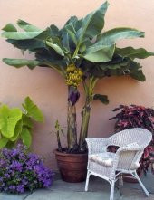 BODUR MUZ TOHUMU(Cavendish dwarf banana) thumbnail 2