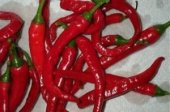 CAYENNE BİBERİ TOHUMU* (ÇOK ACI) thumbnail 2