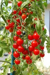 DELICIOUS SALKIM CHERRY DOMATES 25 TOHUM thumbnail 1