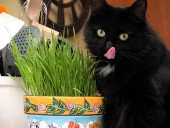 KEDİ ÇİMİ TOHUMU thumbnail 2