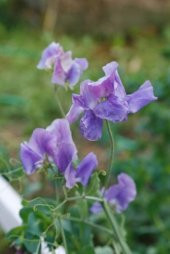 MAVİ BEZELYE ÇİÇEĞİ (sweet pea) thumbnail 2