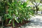 MUZ TOHUMU (Musa ornata) thumbnail 1