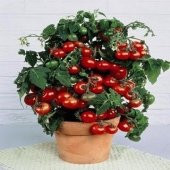 TİNY TİM CHERRY DOMATES thumbnail 1