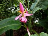 MUZ TOHUMU (Musa ornata) thumbnail 2