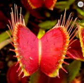 Tohum Dünyam 5 Adet Venus Flytrap Fresh Garden Tohumu thumbnail 1