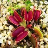 Tohum Dünyam 5 Adet Venus Flytrap Fresh Garden Tohumu thumbnail 2