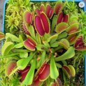 Tohum Dünyam 5 Adet Venus Flytrap Fresh Garden Tohumu thumbnail 3