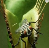 Tohum Dünyam 5 Adet Venus Flytrap Fresh Garden Tohumu thumbnail 5