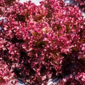 Tohum Dünyam 100 Adet Organic Ruby Red Leaf Marul Tohumu thumbnail 2