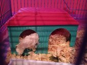 Hamster Evi Plastik Aparat thumbnail 1