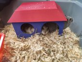 Hamster Evi Plastik Aparat thumbnail 5