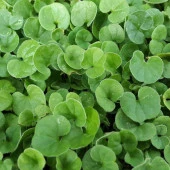 Fare Kulağı Tohumu -Dichondra Repens-250 gr thumbnail 4