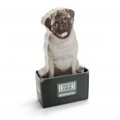 Mustard Dog in a Box thumbnail 2
