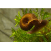 Salyangoz Ramshorn 15 Adet Tek tip thumbnail 1