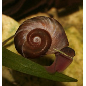 Salyangoz Ramshorn 15 Adet Tek tip thumbnail 2