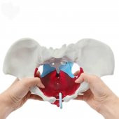 Pelvisli Pelvik Taban Maketi Model 44 thumbnail 2