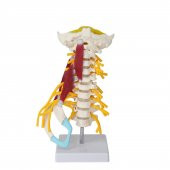 Omurga Boyun Kas Maketi Model 22 thumbnail 1