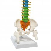 Omurga Maketi 45 cm Model 14 thumbnail 1