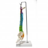 Omurga Maketi 45 cm Model 14 thumbnail 3