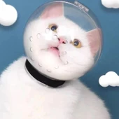 Lavimo Kedi Bakım Küresi thumbnail 7