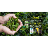 YEŞİL İNCİ GOLD ÇAY 5 KG thumbnail 3