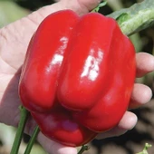 5 Adet Kırmızı Dolma Biber Fidesi thumbnail 1
