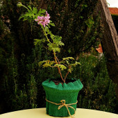 EGET Itır (Pelargonium graveolens) thumbnail 2