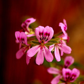 EGET Itır (Pelargonium graveolens) thumbnail 3