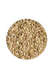 Sade Kanarya Yemi (Aspur) 1 Kg thumbnail 2