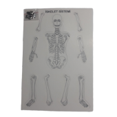 iskelet sistemi modeli (birleştirmeli) 35 cm thumbnail 1