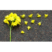Arılar İçin Kolza 1 Kg thumbnail 2