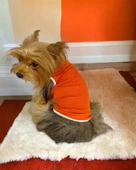 Basic Orange Atlet Köpek Kıyafeti  Köpek Elbisesi thumbnail 3