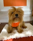 Basic Orange Atlet Köpek Kıyafeti  Köpek Elbisesi thumbnail 6