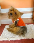 Basic Orange Atlet Köpek Kıyafeti  Köpek Elbisesi thumbnail 7