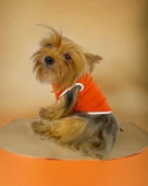 Basic Orange Atlet Köpek Kıyafeti  Köpek Elbisesi thumbnail 1