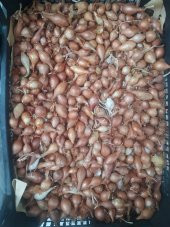 ANNE ELİ Arpacık Soğan Kıska 1kg thumbnail 3