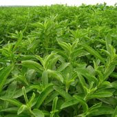 Stevia Şeker Otu Fidesi (5 Adet) thumbnail 3