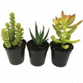 CRASSULA PARA AĞACI SETİ 3 ADET BİTKİ thumbnail 1