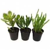 CRASSULA PARA AĞACI SETİ 3 ADET BİTKİ thumbnail 2