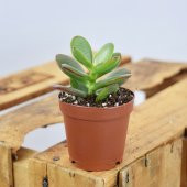 CRASSULA OVATA CROSBY DWARF JADE thumbnail 1