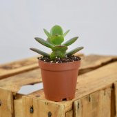 CRASSULA OVATA CROSBY DWARF JADE thumbnail 2